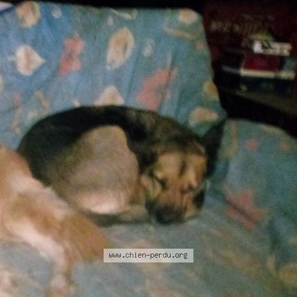 Photo 1/1 Chien retrouvé Perdu à Miggliacharu