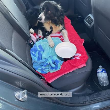 Photo de chien trouvé à La Roque D Antheron