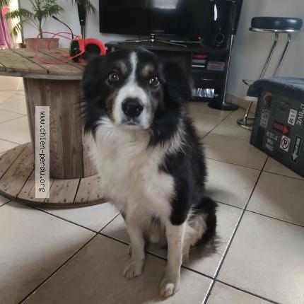 Photo 1/1 Chien retrouvé Perdu à Cugny