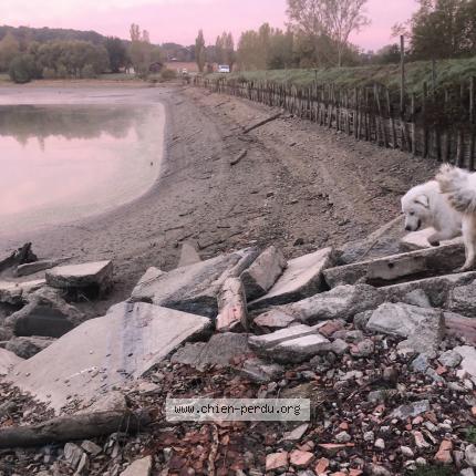 Photo 1/1 Chien retrouvé Perdu à Viviers Les Montagnes