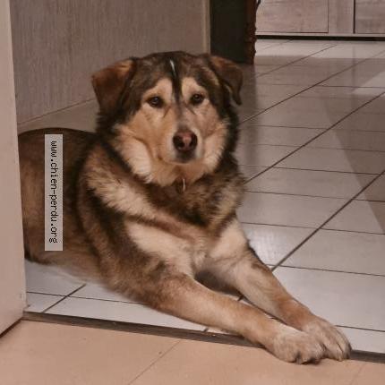 Photo de chien perdu à Rosiers D Egletons