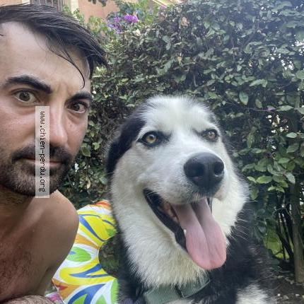 Photo 1/1 Chien retrouvé Perdu à Irigny