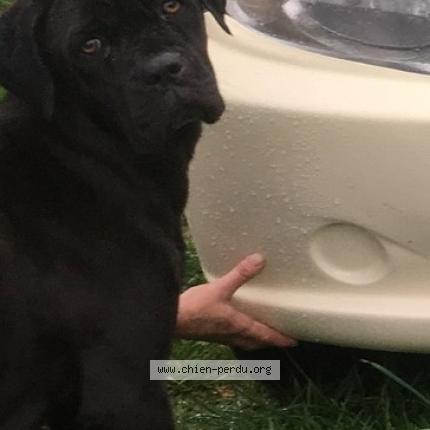 Photo 2/2 Chien retrouvé Perdu à St Sauveur En Rue