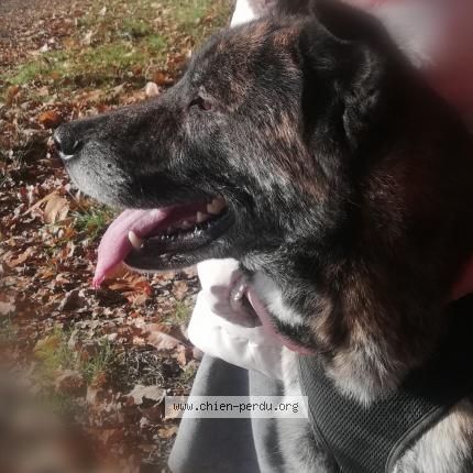 Photo 1/2 Chien retrouvé Perdu à Saint aignan