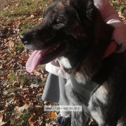 Photo 2/2 Chien retrouvé Perdu à Saint aignan