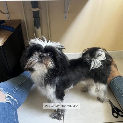Photo 1/1 Chien retrouvé Perdu à Vielmur Sur Agout