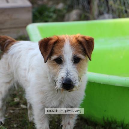 Photo 1/1 Chien retrouvé Perdu à Lancon Provence