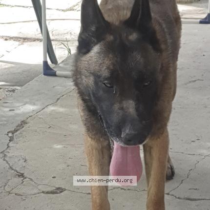 Photo 1/1 Chien retrouvé Perdu à Marseille