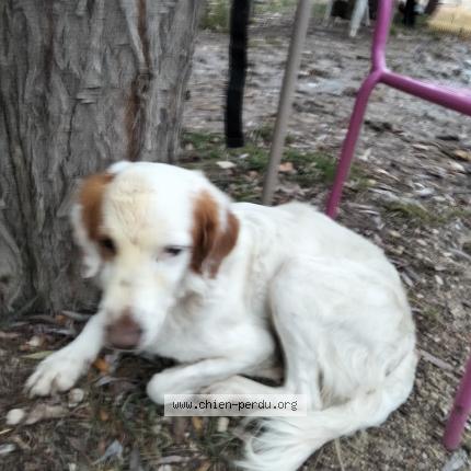 Photo de chien trouvé à L Isle Sur Sorgue