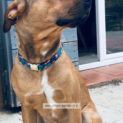 Photo 1/1 Chien retrouvé Perdu à La Tour D Aigues