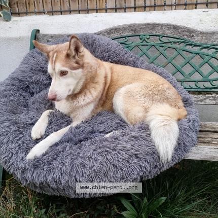 Photo 1/1 Chien retrouvé Perdu à Boissines