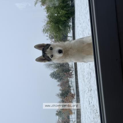Photo 1/1 Chien retrouvé Perdu à Arthemonay