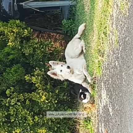Photo 1/1 Chien retrouvé Perdu à La Chapelle Aux Brocs