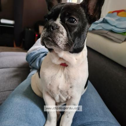 Photo 1/1 Chien retrouvé Perdu à Gisors