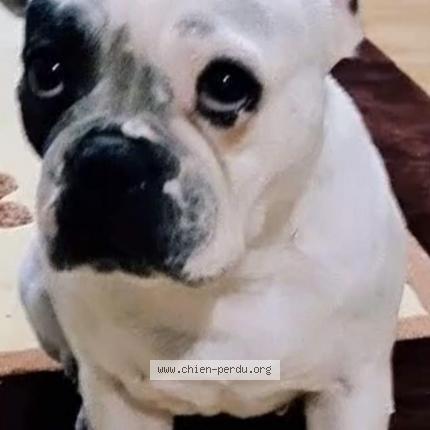 Photo 1/1 Chien retrouvé Perdu à Rennes