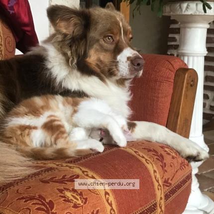 Photo 1/1 Chien retrouvé Perdu à Chabreloche