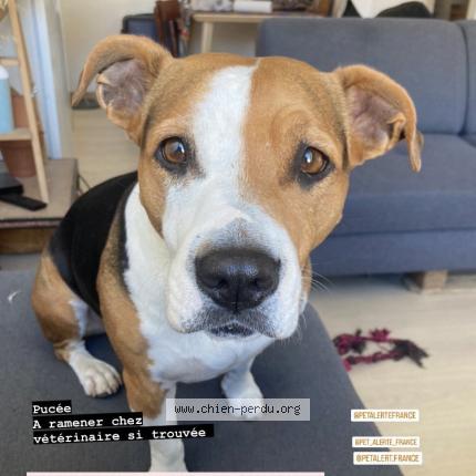 Photo de chien perdu à Septieme Les Vallons