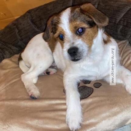 Photo 1/1 Chien retrouvé Perdu à Villeneuve le comte