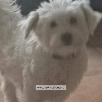 Photo de chien perdu à Aix En Provence