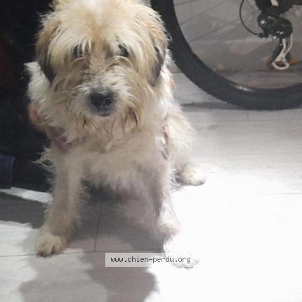 Photo 1/1 Chien retrouvé Trouvé à La Ferriere Aux Etangs