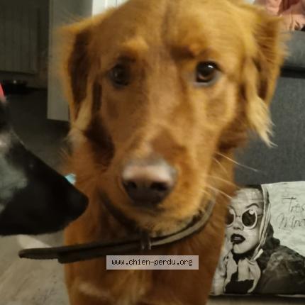 Photo 1/1 Chien retrouvé Trouvé à Pessac