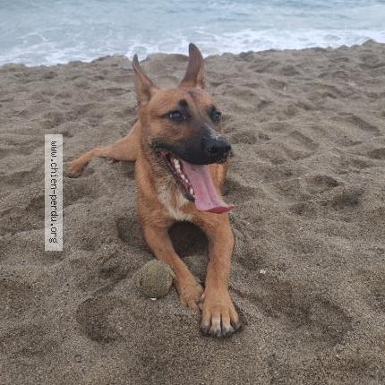 Photo 1/1 Chien retrouvé Perdu à Le barcares