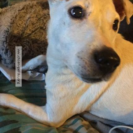 Photo 1/1 Chien retrouvé Perdu à Chaveigne