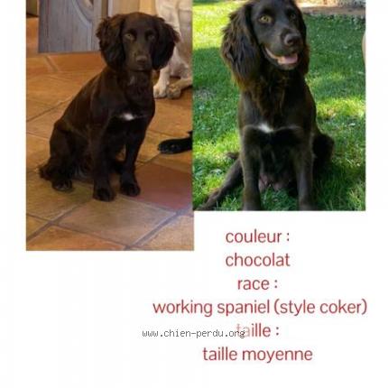 Photo 1/1 Chien retrouvé Perdu à Combloux