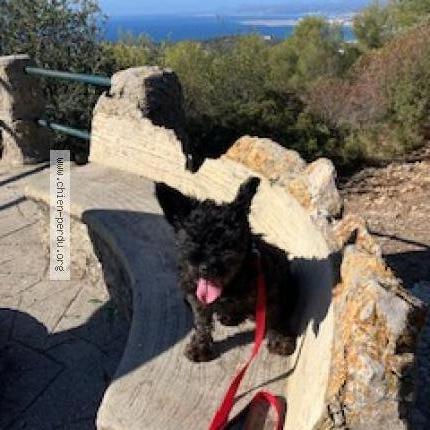 Photo 1/1 Chien retrouvé Perdu à Marcillac Lanville