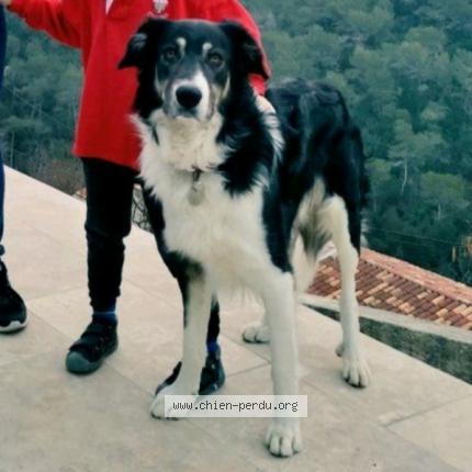 Photo 1/1 Chien retrouvé Perdu à Nice