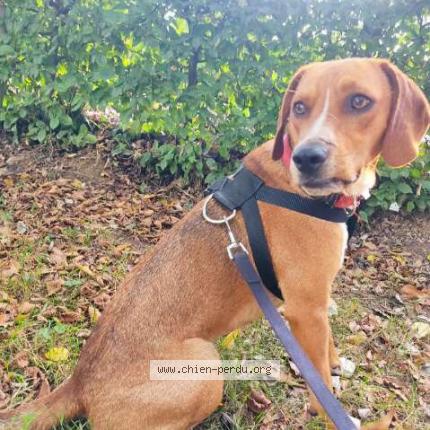 Photo de chien perdu à Fougeres