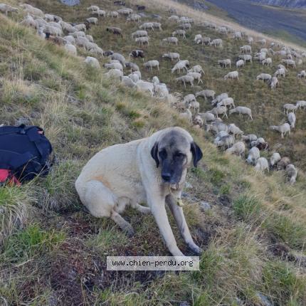 Photo 1/1 Chien retrouvé Perdu à Canaules