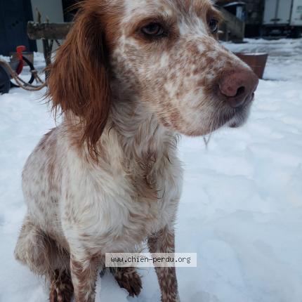 Photo de chien perdu à La Tronche