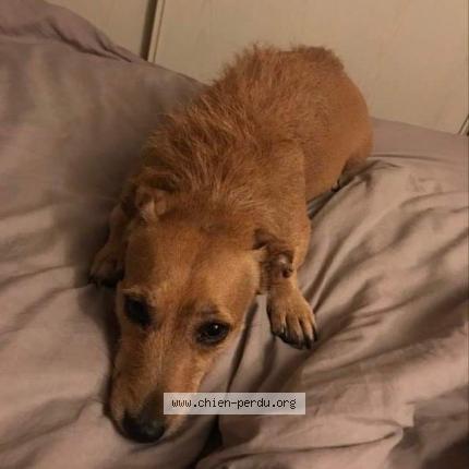 Photo 1/1 Chien retrouvé Perdu à Hyeres