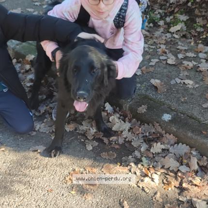 Photo de chien trouvé à Grenade