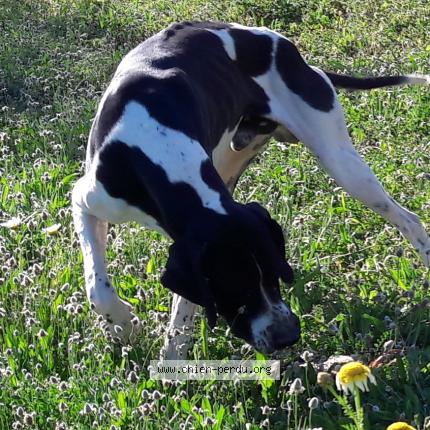 Photo de chien perdu à Cassis