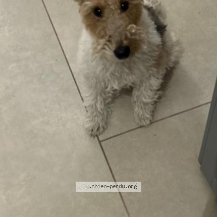 Photo de chien perdu à La Garde