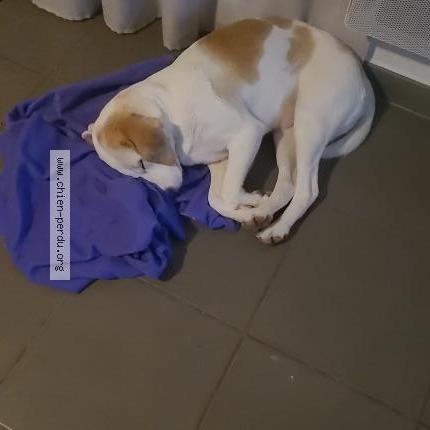 Photo de chien perdu à Aubignan