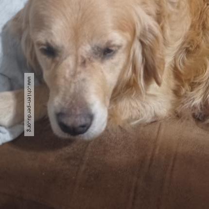 Photo de chien trouvé à Orgnac Sur Vezere