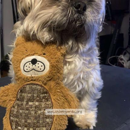 Photo de chien perdu à Annecy Le Vieux