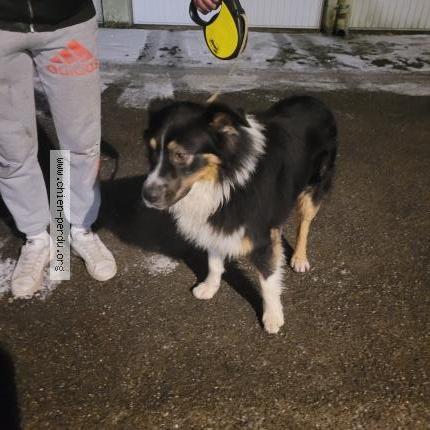 Photo de chien trouvé à Buhl