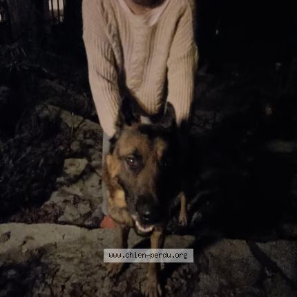 Photo 1/1 Chien retrouvé Trouvé à Nizas
