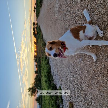 Photo de chien perdu à Sausset Les Pins