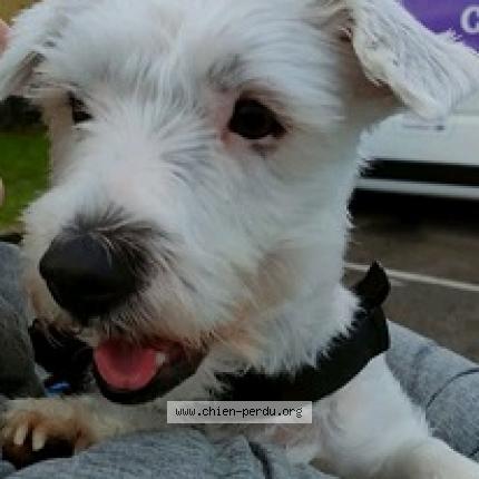 Photo 1/1 Chien retrouvé Trouvé à Romagnieu