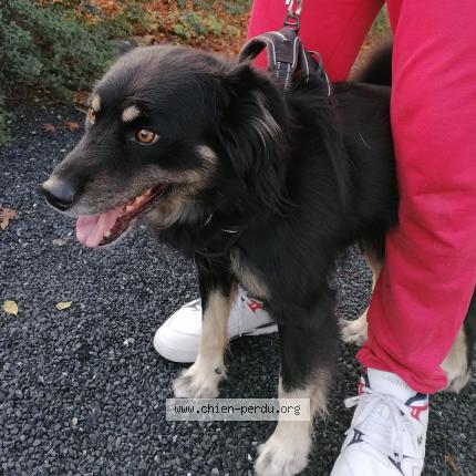 Photo 1/1 Chien retrouvé Trouvé à Livron