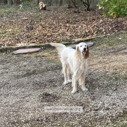 Photo 1/1 Chien retrouvé Perdu à Aulnoy Lez Valenciennes