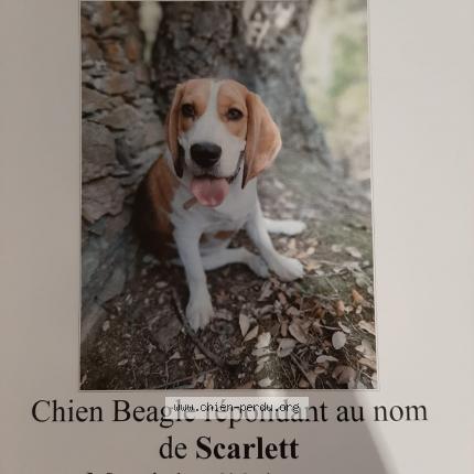 Photo 1/1 Chien retrouvé Perdu à La garde freinet