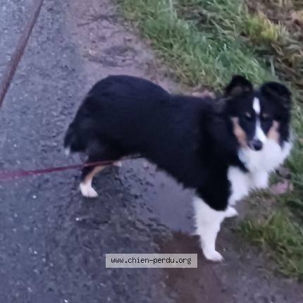 Photo 1/1 Chien retrouvé Perdu à Sainte Lumine De Coutais
