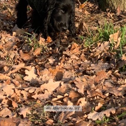 Photo 1/1 Chien retrouvé Perdu à Montreuil