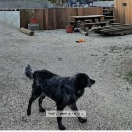 Photo 1/1 Chien retrouvé Perdu à Roumoule